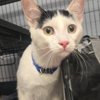 Yoshi aka Cooper -  Domestic Short Hair Cat for Adoption in Desert Hot Springs, California - Yoshi Aka Cooper | PetCurious