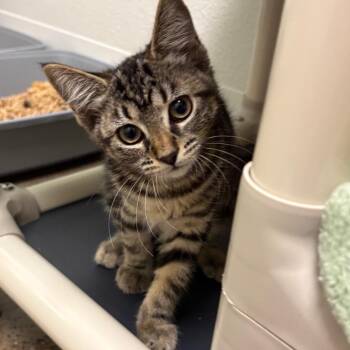 Sausage -  Domestic Short Hair Cat for Adoption in Keizer, Oregon - Sausage | PetCurious