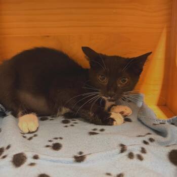 Shadow -  Domestic Short Hair Cat for Adoption - Shadow | PetCurious