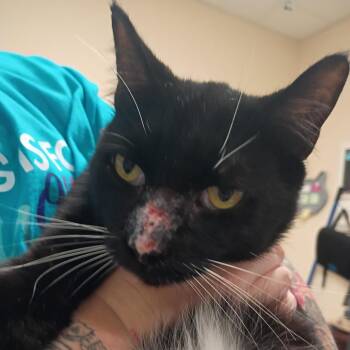 Adventure -  Domestic Short Hair and Mixed Breed Cat for Adoption in Titusville, Florida - Adventure | PetCurious