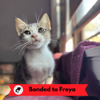 Rescue Domestic Short Hair Cats for Adoption in Skokie, Illinois - Fae | PetCurious