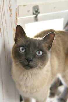 Applehead Siamese and Siamese Cats Available for Adoption in Fairhope, Alabama - Shadow | PetCurious