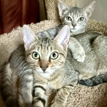 Rescue Domestic Short Hair and Abyssinian Cats for Adoption in Boca Raton, Florida - Leila & Lucas BONDED | PetCurious