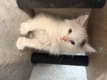 Kermitt -  Domestic Medium Hair Cat for Adoption in Bonnyville, Alberta - Kermitt | PetCurious