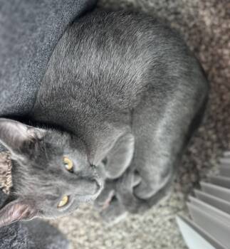 Hg Litter Arlo -  Domestic Short Hair Cat for Adoption in Livonia, Michigan - Hg Litter Arlo | PetCurious