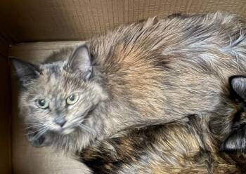Pearline -  Domestic Short Hair Cat for Adoption in Cincinnati, Ohio - Pearline | PetCurious
