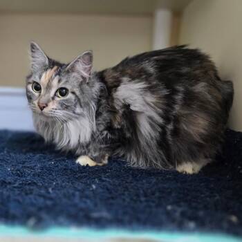 Domestic Long Hair Cats Available for Adoption - Nyxie | PetCurious
