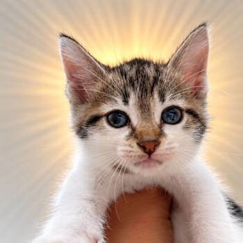 Squeakers Purrfect Patches Walker -  Tabby and Domestic Short Hair Cat for Adoption in Friendswood, Texas - Squeakers Purrfect Patches Walker | PetCurious