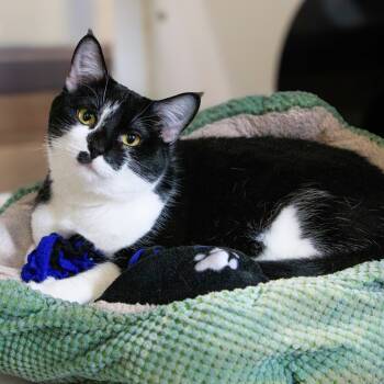 Rescue Domestic Short Hair Cats for Adoption in Versailles, Kentucky - Kimberly | PetCurious