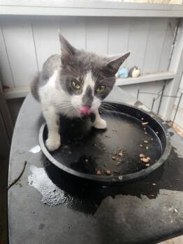 Domestic Short Hair Cats Available for Adoption in San Antonio, Texas - HUEY | PetCurious