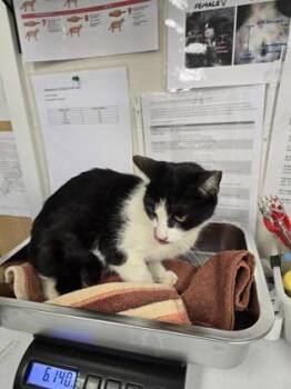 Sarabi -  Domestic Short Hair Cat for Adoption in Roseville, California - Sarabi | PetCurious