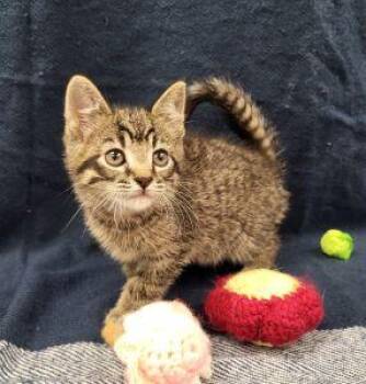 Ivan -  Domestic Short Hair Cat Available for Adoption in Bucyrus, Ohio - Ivan | PetCurious