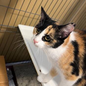 Marley -  Domestic Medium Hair Cat for Adoption in Marion, Illinois - Marley | PetCurious