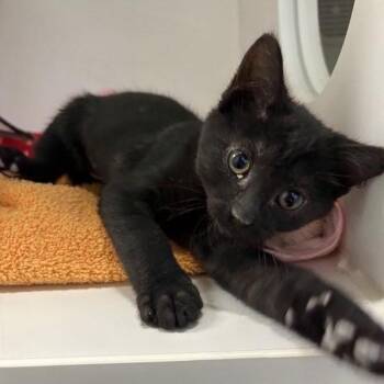 Bueno -  Domestic Short Hair Cat for Adoption in Phoenix, Arizona - Bueno | PetCurious