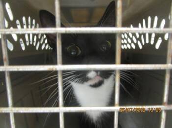 Nooby(664) -  Domestic Short Hair Cat for Adoption in Marietta, Georgia - Nooby(664) | PetCurious