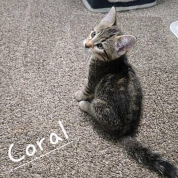 Coral -  Domestic Short Hair Cat for Adoption in Elbow Lake, Minnesota - Coral | PetCurious
