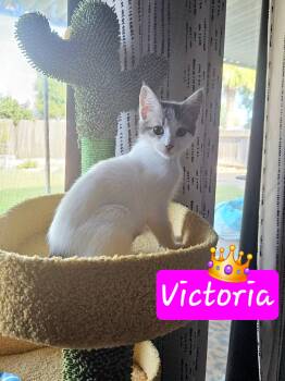 Rescue Domestic Short Hair Cats for Adoption in Fresno, California - Victoria | PetCurious