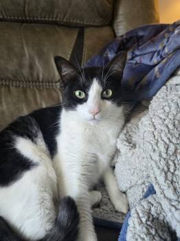 *Abe -  Domestic Short Hair Cat Available for Adoption in Apollo, Pennsylvania - *Abe | PetCurious