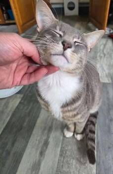 Herbie -  Domestic Short Hair Cat for Adoption in Coatesville, Pennsylvania - Herbie | PetCurious