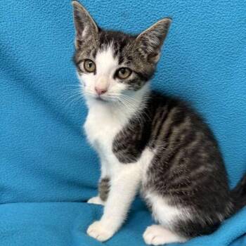Eggbert -  Domestic Short Hair Cat for Adoption in Valdosta, Georgia - Eggbert | PetCurious