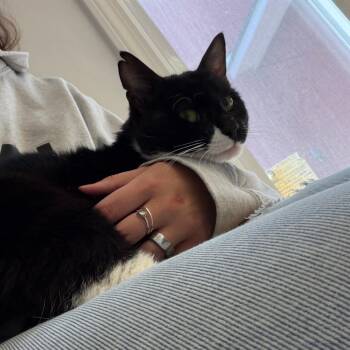 Danny -  Domestic Medium Hair Cat for Adoption in Morristown, Vermont - Danny | PetCurious