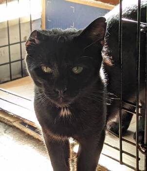 Rescue Bombay and Domestic Short Hair Cats for Adoption in Cleveland, Ohio - Whisper | PetCurious