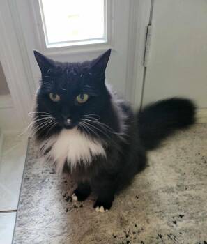 Rescue Domestic Long Hair Cats for Adoption in Little River, South Carolina - Magik | PetCurious