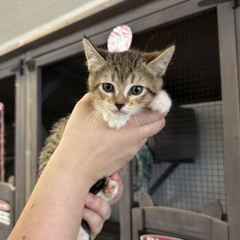 Emma -  American Shorthair Cat for Adoption in Newberg, Oregon - Emma | PetCurious