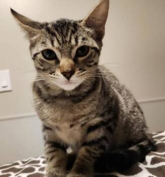 Stormfly -  Domestic Short Hair Cat for Adoption in Dublin, California - Stormfly | PetCurious