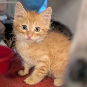 Domestic Short Hair Cats Available for Adoption in Buchanan Dam, Texas - Mandarin | PetCurious