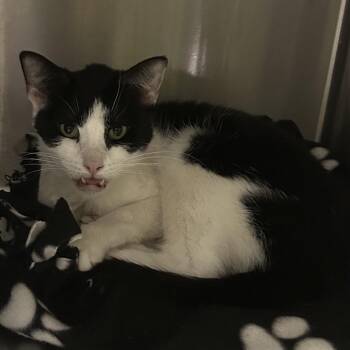 Buffy -  Domestic Short Hair Cat for Adoption in San Gabriel, California - Buffy | PetCurious