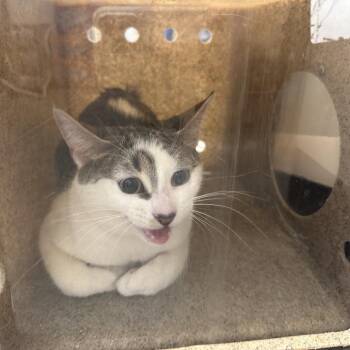 Domestic Short Hair Cats Available for Adoption - Snow | PetCurious