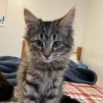 Domestic Long Hair Cats Available for Adoption - Perseus | PetCurious