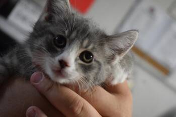 Domestic Medium Hair Cats Available for Adoption in Pahrump, Nevada - Niana (Athena K4) | PetCurious