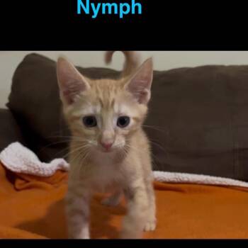 Nymph -  Domestic Short Hair Cat for Adoption in Philadelphia, Pennsylvania - Nymph | PetCurious