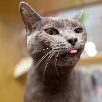 Domestic Short Hair Cats Available for Adoption in Philadelphia, Pennsylvania - Eggroll | PetCurious