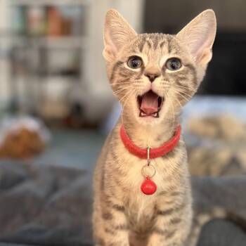 Wales (UK) -  Domestic Short Hair Cat for Adoption in Charlotte, North Carolina - Wales (UK) | PetCurious
