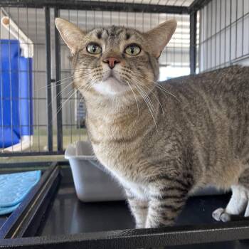 Spin -  Domestic Short Hair Cat for Adoption in Spanish Fork, Utah - Spin | PetCurious