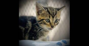 Domestic Short Hair Cats Available for Adoption in Chalfont, Pennsylvania - Baby | PetCurious