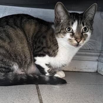 Belle -  Domestic Short Hair Cat for Adoption in Long Beach, California - Belle | PetCurious