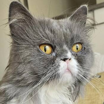 Angelico ( AKA Winston Love Bug) -  Persian Cat for Adoption in Kirkland, Quebec - Angelico ( AKA Winston Love Bug) | PetCurious