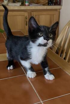 Patches -  Domestic Medium Hair Cat for Adoption in Tonawanda, New York - Patches | PetCurious