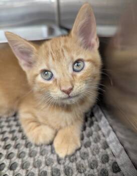 Lillibet -  Domestic Short Hair Cat for Adoption in Ruskin, Florida - Lillibet | PetCurious