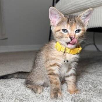 Churro -  Domestic Short Hair Cat for Adoption in Liverpool, Texas - Churro | PetCurious
