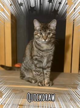 Quickdraw -  Tabby Cat for Adoption in Wyandotte, Michigan - Quickdraw | PetCurious