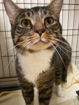 Baxter -  Domestic Short Hair Cat for Adoption in Fall River, Massachusetts - Baxter | PetCurious