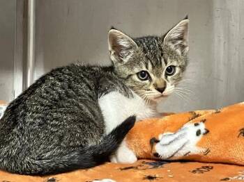 FIREFLY -  Domestic Short Hair Cat for Adoption in Tustin, California - FIREFLY | PetCurious