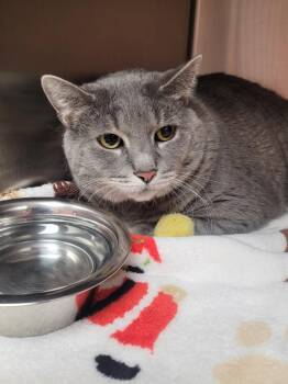 Domestic Short Hair Cats Available for Adoption in Logan, Utah - Arthur | PetCurious