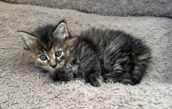 Lainey -  Domestic Long Hair Cat for Adoption in Bethel Park, Pennsylvania - Lainey | PetCurious