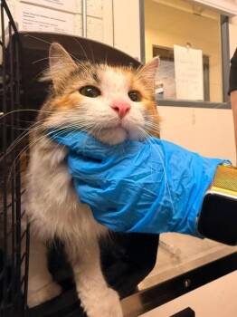 Lilly -  Domestic Long Hair Cat for Adoption in Fruit Heights, Utah - Lilly | PetCurious